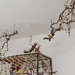 3 Wellensittiche Bild 1