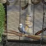 Suche ein neues zuhause für meinen Wellensittich Bild 4