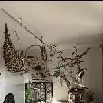 Suche ein neues zuhause für meinen Wellensittich Bild 1