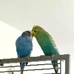 4 Wellensittiche suchen gemeinsam ein neues zu Hause Bild 2