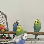 4 Wellensittiche suchen gemeinsam ein neues zu Hause Bild 1