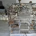 4 Wellensittiche suchen gemeinsam ein neues zu Hause Bild 3