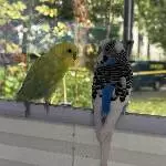 Zwei Welli Jungs suchen ein neues Zuhause Bild 2