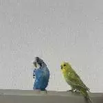 Zwei Welli Jungs suchen ein neues Zuhause Bild 1