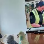 Welli Weibchen 3 Jahre abzugeben Bild 1