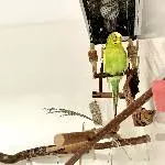 Rüstige Henne sucht dringend kleine Familie Bild 3