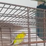 Neues Zuhause für gehbehinderten zierlichen Welli gesucht Bild 2