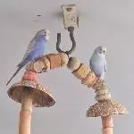 Wellensittichpärchen abzugeben Bild 2