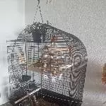 Wellensittichpärchen abzugeben Bild 1