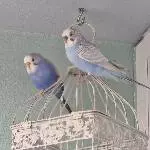 Wellensittichpärchen abzugeben Bild 3