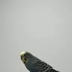 Ein Wellensittich abzugeben Bild 2