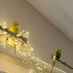 2 Wellijungs in liebevolles Zuhause abzugeben Bild 1
