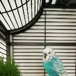 4 Wellensittiche suchen neues Zuhause Bild 3