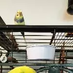 4 Wellensittiche suchen neues Zuhause Bild 1
