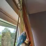Wellensittich Weibchen sucht neuen Schwarm Bild 1