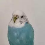 Wellensittich Weibchen sucht neuen Schwarm Bild 2