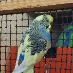Hahn sucht neues Zuhause Bild 1