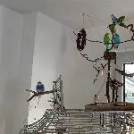 Liebevolles Zuhause für 5 Wellis gesucht Bild 1