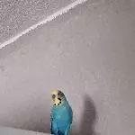 Neues Zu Hause gesucht, nur Volierenhaltung Bild 3