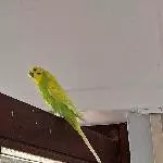 Neues Zu Hause gesucht, nur Volierenhaltung Bild 2