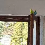 Neues Zu Hause gesucht, nur Volierenhaltung Bild 1