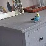 Neues Zu Hause gesucht, nur Volierenhaltung Bild 4