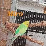 Welliburger suchen eine neue Burg Bild 3