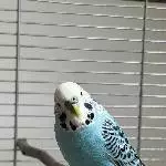 Hahn Zazu sucht neues Zuhause Bild 1
