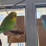 Neugierig sportliches Welli-Duo abzugeben Bild 1