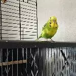 Twix&Twax suchen ein neues Zuhause Bild 2