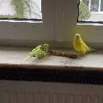Twix&Twax suchen ein neues Zuhause Bild 3