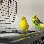 Twix&Twax suchen ein neues Zuhause Bild 1