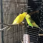 Twix&Twax suchen ein neues Zuhause Bild 4