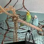 James & Thyla suchen ein neues Zuhause! Bild 1