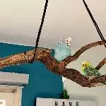 James & Thyla suchen ein neues Zuhause! Bild 2