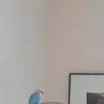 Neues Heim für Welli gesucht Bild 3