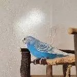 Neues Heim für Welli gesucht Bild 1