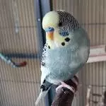 Neue Schaukel gesucht Bild 1