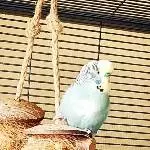 Neue Schaukel gesucht Bild 3