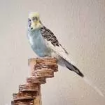 Neue Schaukel gesucht Bild 2
