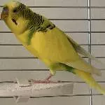 Piep sucht ein Zuhause Bild 1