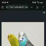 Meine Geliebten suchen ein Zuhause Bild 1