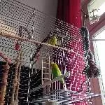 Meine Geliebten suchen ein Zuhause Bild 4