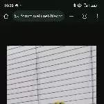 Meine Geliebten suchen ein Zuhause Bild 2
