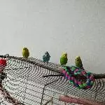 Meine Geliebten suchen ein Zuhause Bild 5