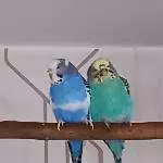 Uschi sucht ein neues Zuhause!!! Bild 1