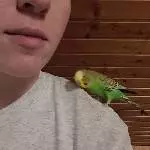 2 Wellensittichmännchen abzugeben Bild 2