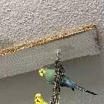 3 Wellis suchen ein neues Zuhause / 1 Hahn und 2 Hennen Bild 2