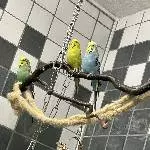 3 Wellis suchen ein neues Zuhause / 1 Hahn und 2 Hennen Bild 1