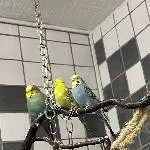 3 Wellis suchen ein neues Zuhause / 1 Hahn und 2 Hennen Bild 4